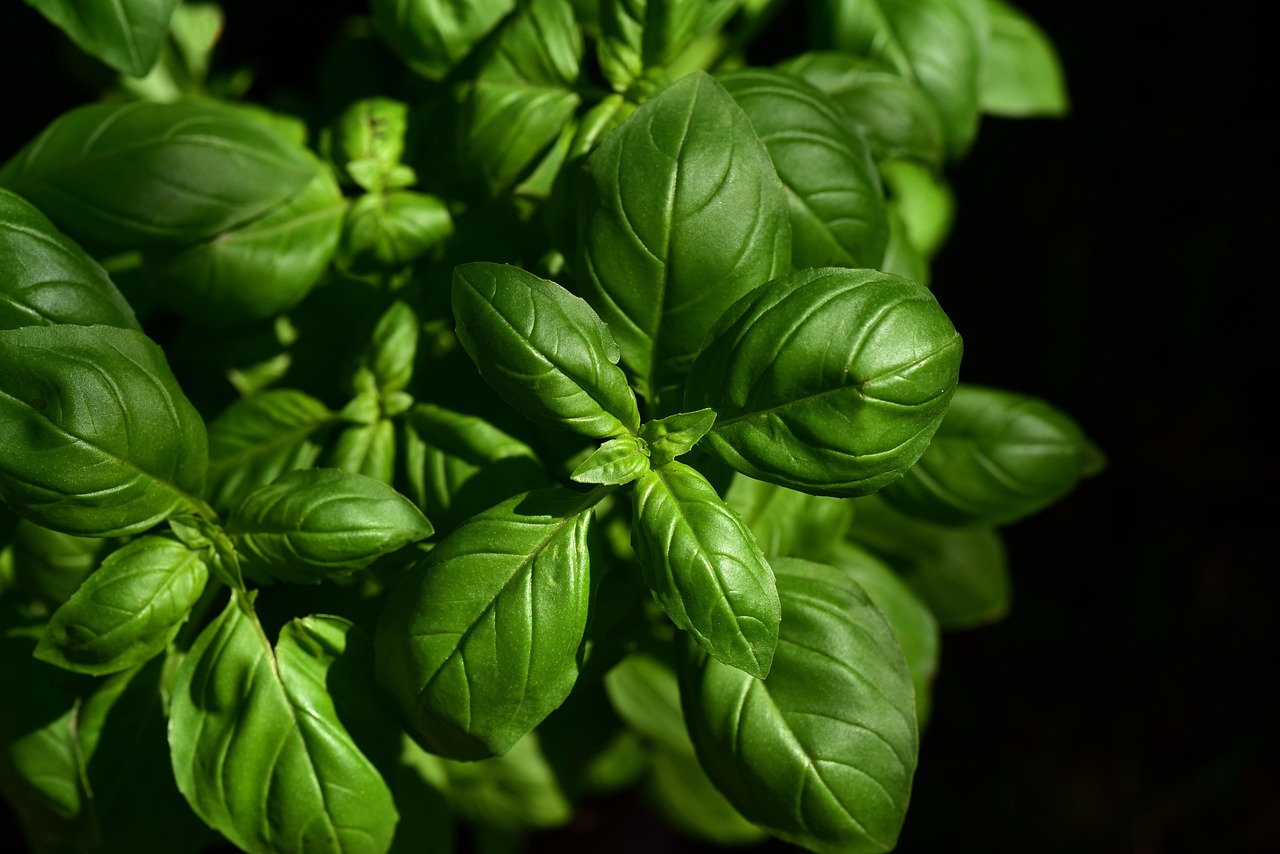 Herb scissors cutting fresh green herbs
