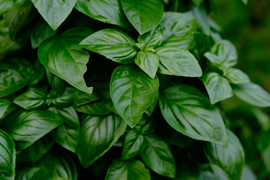 Fresh basil leaves — the heart of summer flavor