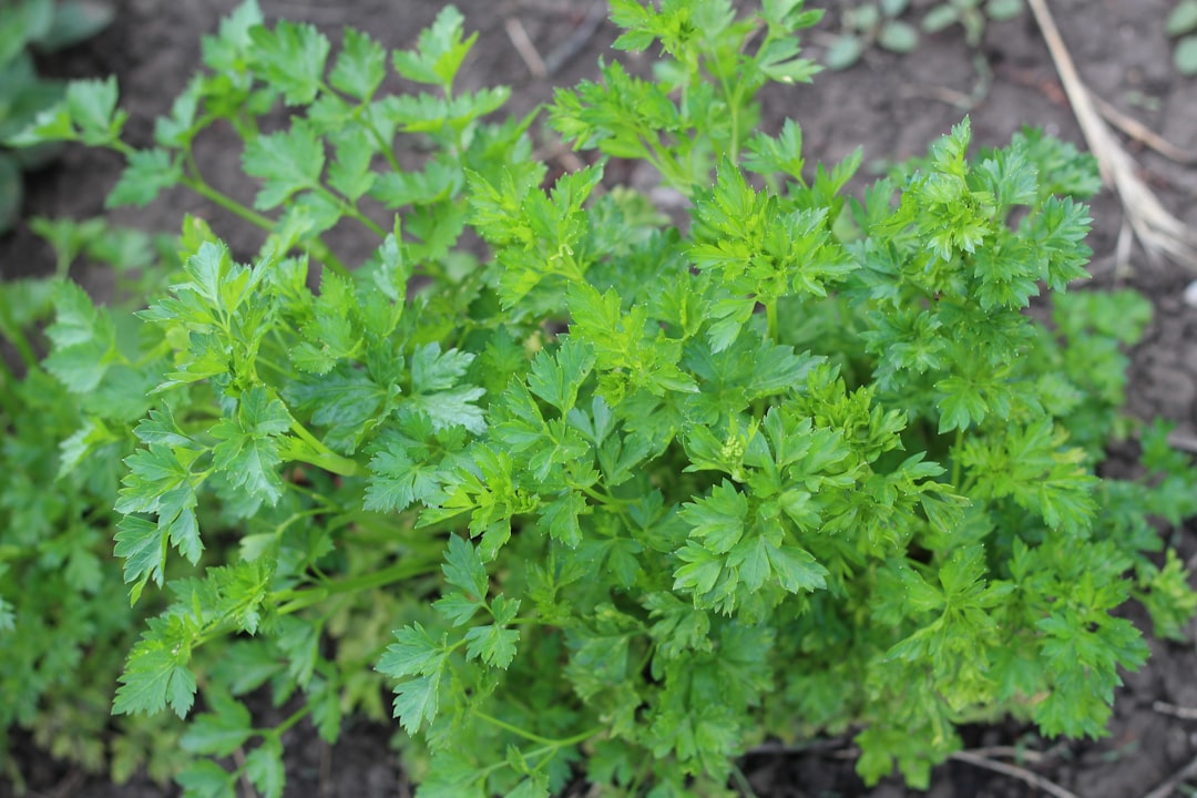 Fresh summer herbs on a kitchen counter