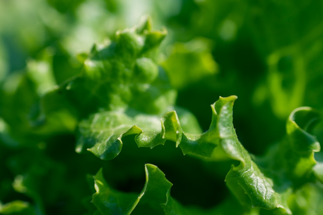 Crisp washed greens ready for a perfect summer salad