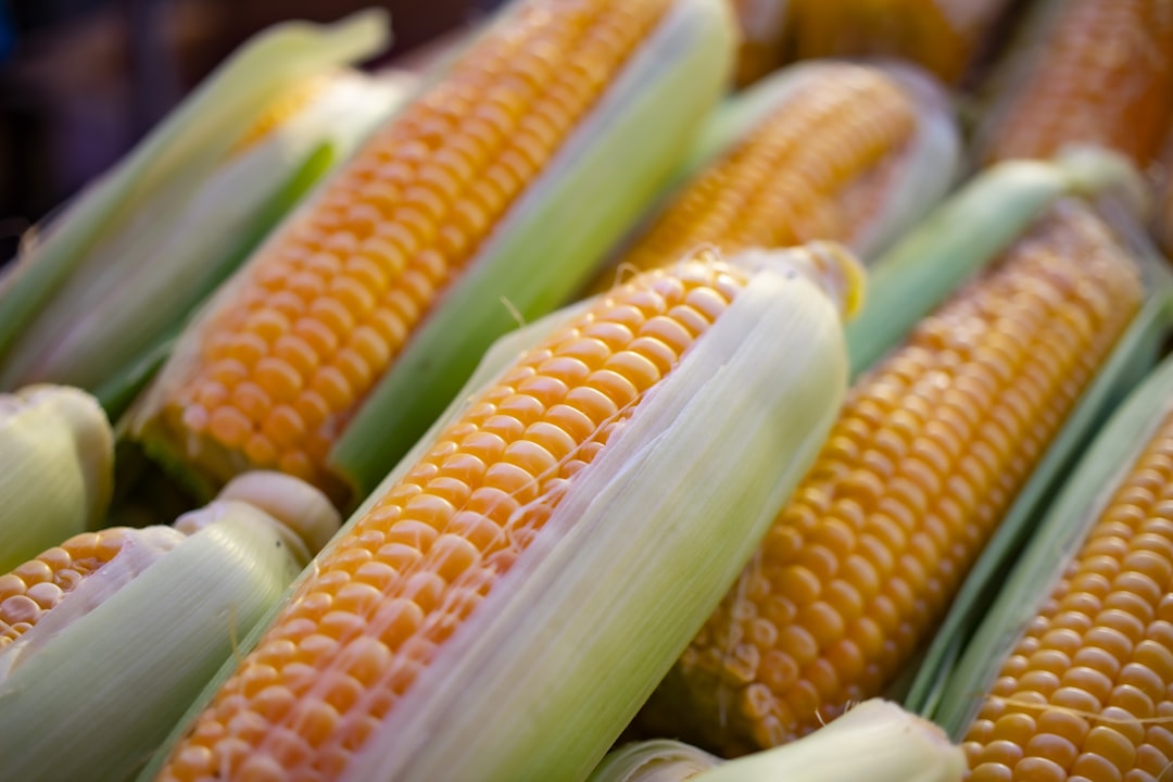 Fresh corn kernels removed from cob