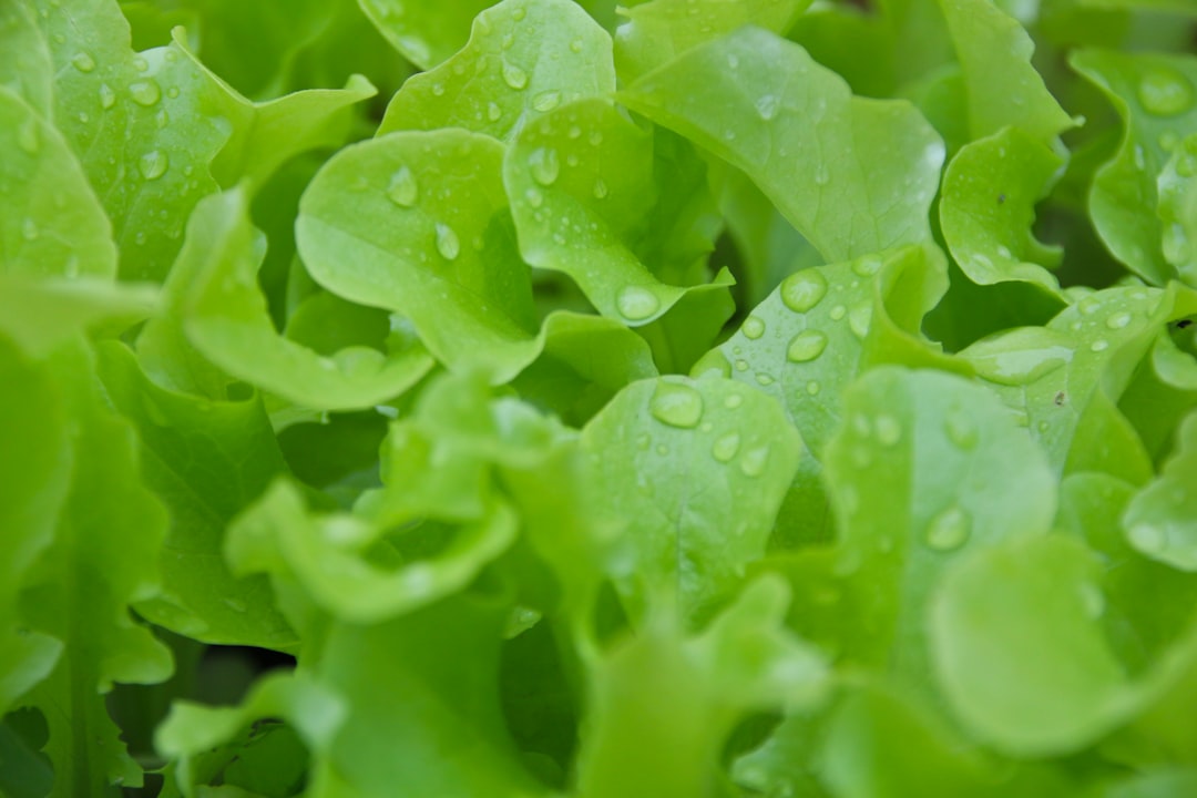 Fresh salad greens being washed and dried