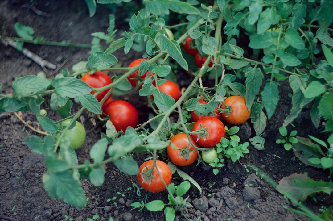 Ripe tomatoes still on the vine in the summer garden