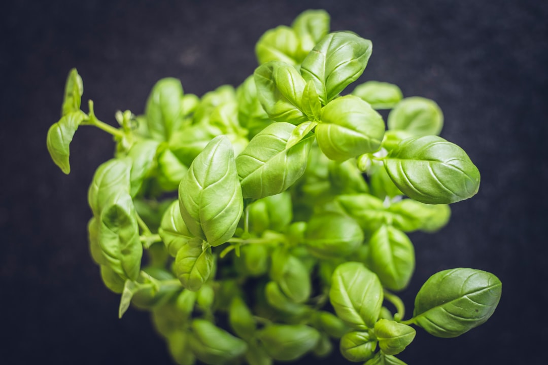 Fresh basil bunches ready to be preserved