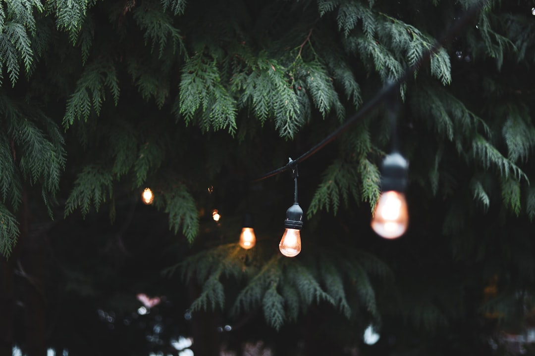 Patio string lights glowing over an evening garden