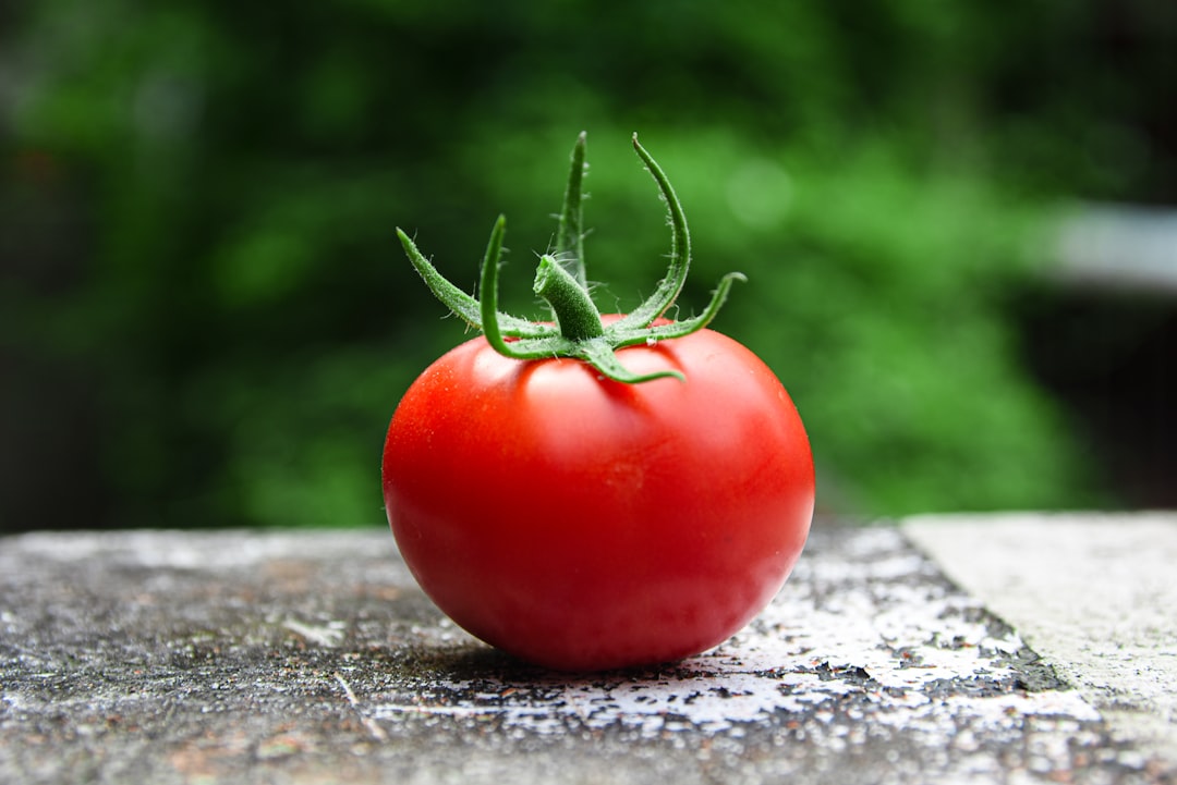 Fresh tomatoes on the vine in a summer garden