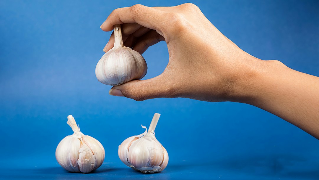 A fresh head of garlic ready for peeling and mincing