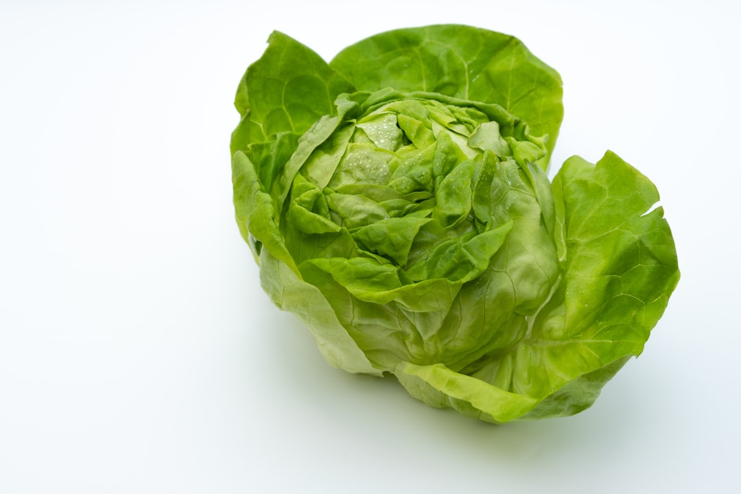 A single fresh head of lettuce photographed on a white background