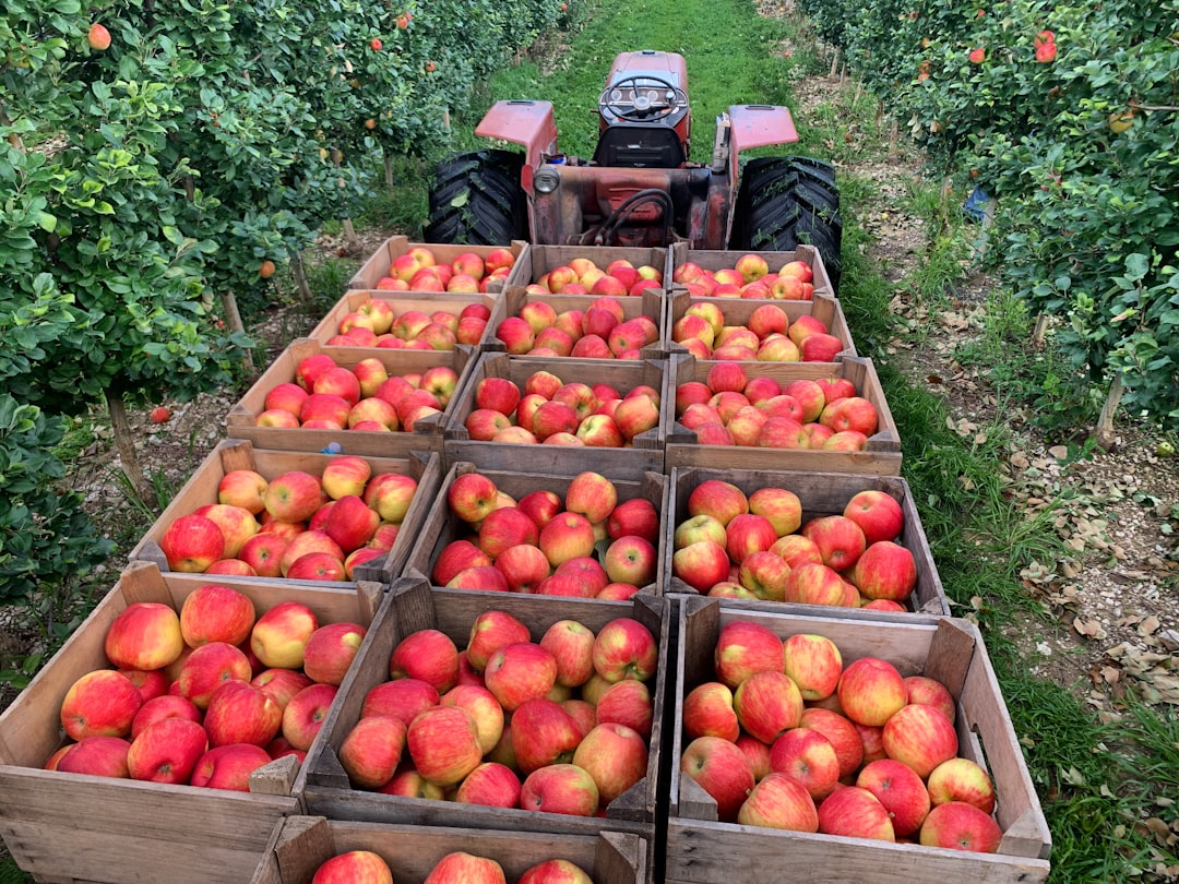 Wooden crates of fresh apples lined up at an orchard after picking