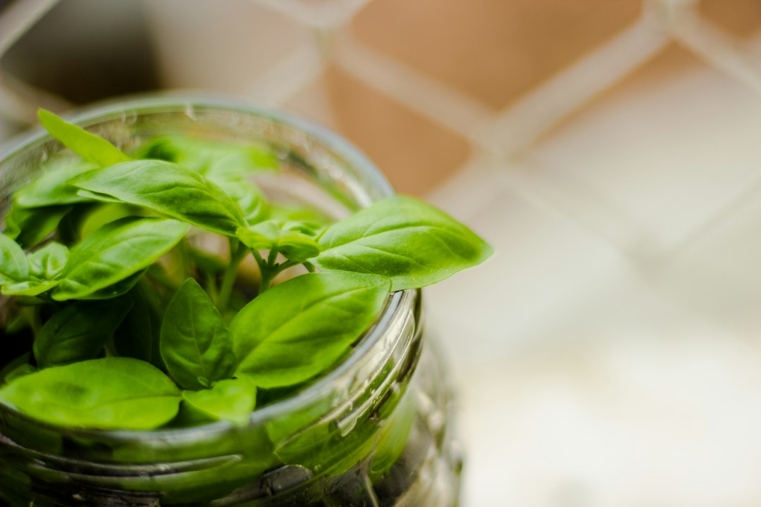 Fresh basil sprigs standing in a glass jar of water like a bouquet