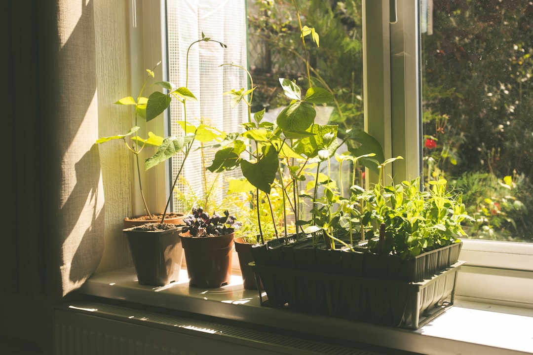 Young plants growing on a bright windowsill