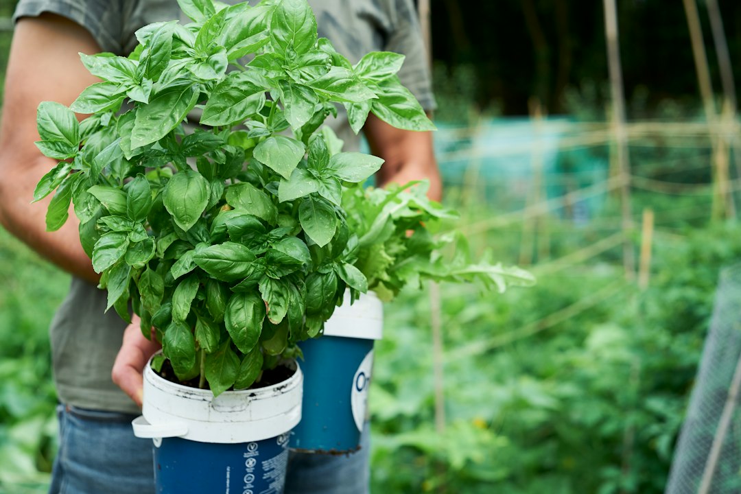 Hands holding a fresh potted basil plant in a kitchen
