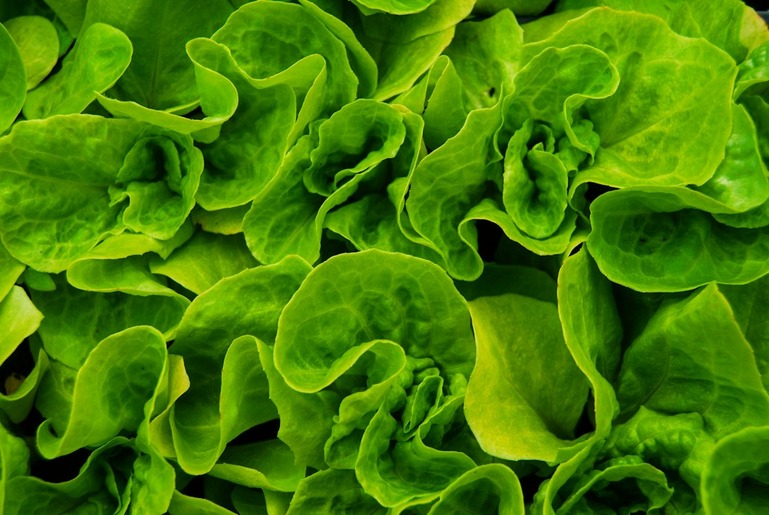 Lush green lettuce growing densely under grow lights