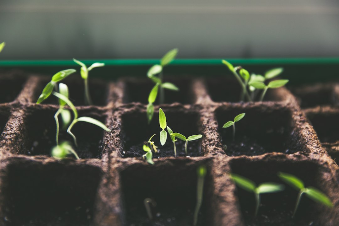 Young seedlings sprouting in growing trays