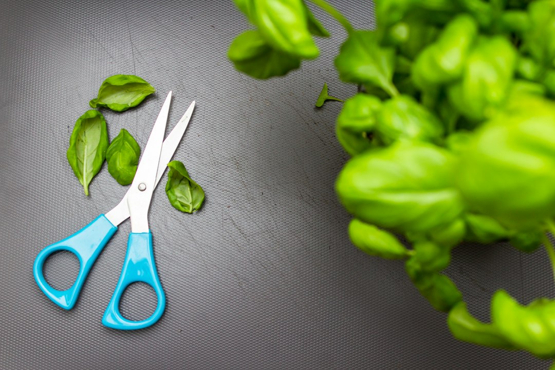 Cutting fresh basil leaves from a living plant with scissors